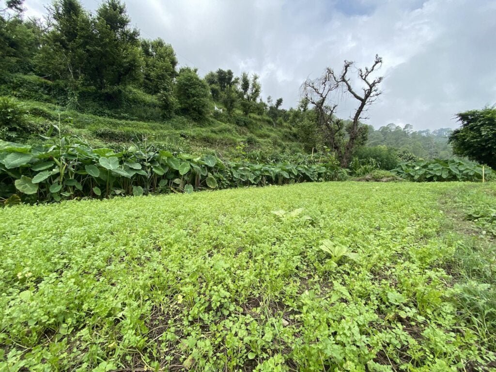 Coriander-Tarot-Crop