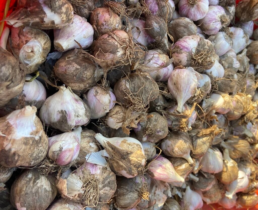 Garlic Garlic