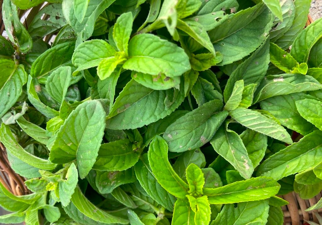 Peppermint