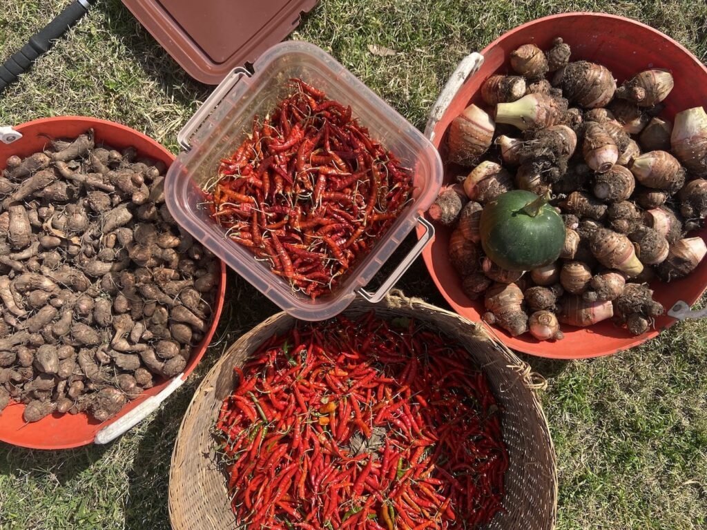 farm fresh harvest in a Himalayan farmstay in Nainital, India