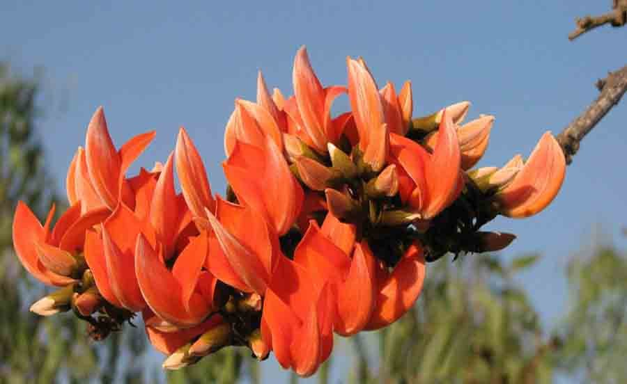 Palash Tree Flowers